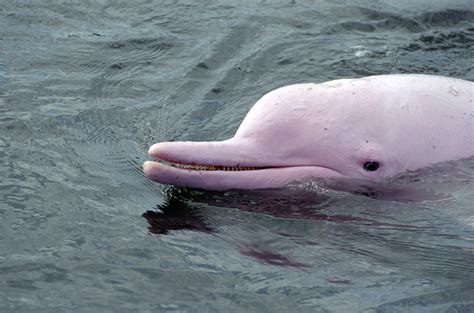 Pink dolphin. Things To Know About Pink dolphin. 